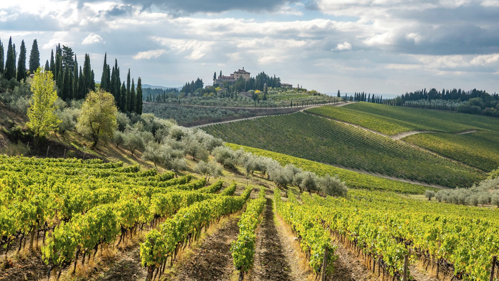 Vinhedos da Toscana